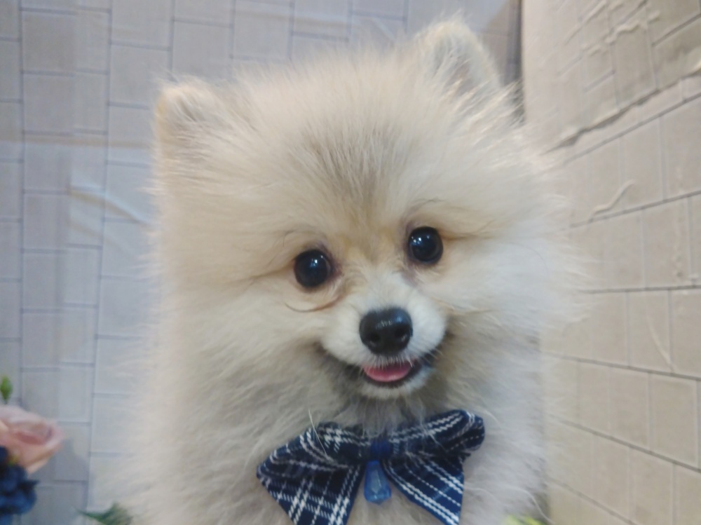 香川県のポメラニアン (アミーゴ丸亀店/2024年2月24日生まれ/男の子/ウルフセーブル)の子犬