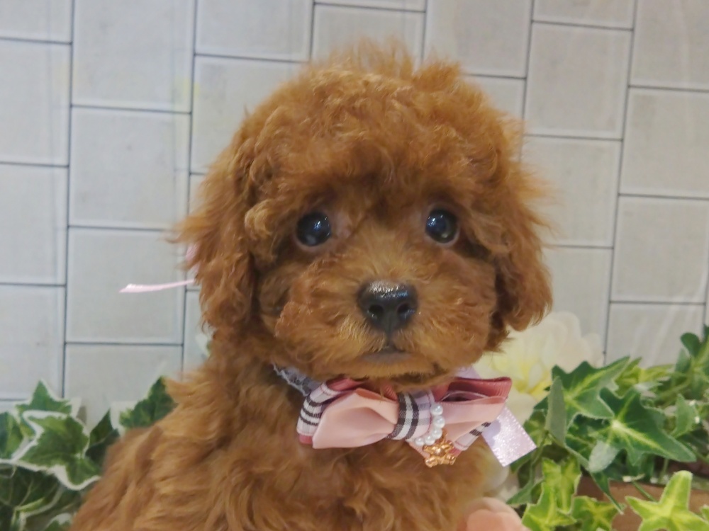 香川県のトイプードル(トイ) (アミーゴ丸亀店/2024年3月20日生まれ/女の子/レッド)の子犬