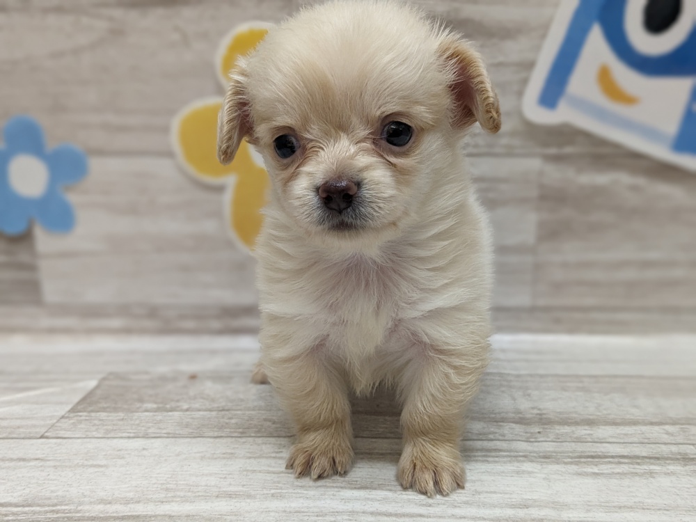 宮城県のハーフ犬 (アミーゴ多賀城店/2024年2月29日生まれ/女の子/イエロー)の子犬