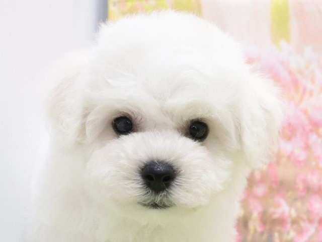 大阪府のビションフリーゼ (アミーゴ鳳店/2024年3月24日生まれ/男の子/ホワイト)の子犬