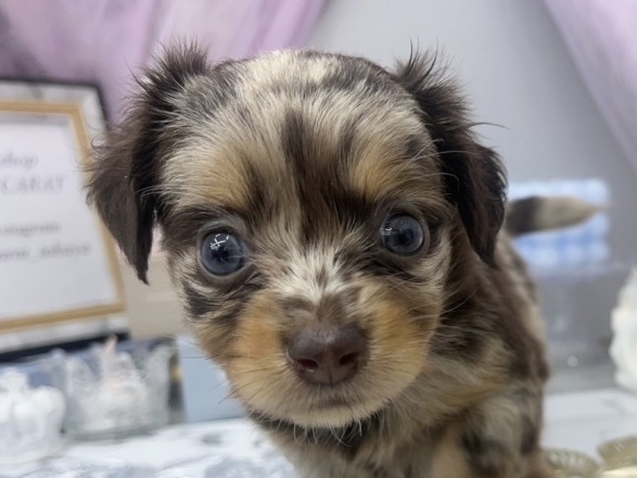 岡山県のハーフ犬 (アミーゴ高屋店/2024年3月22日生まれ/女の子/チョコレートダップル)の子犬