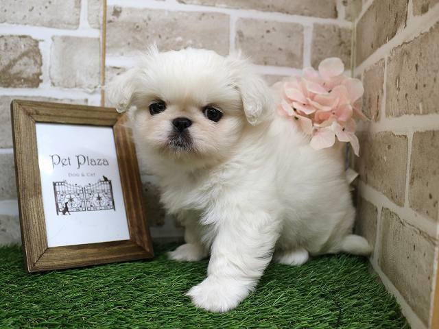 兵庫県のペキニーズ (アミーゴ神戸西店/2024年3月22日生まれ/女の子/ホワイト)の子犬