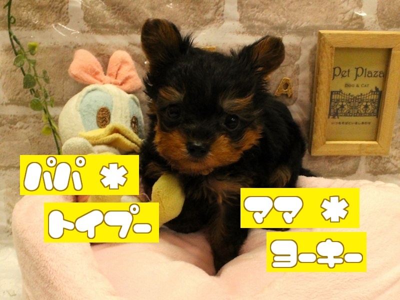 兵庫県のハーフ犬 (アミーゴ加古川店/2024年3月21日生まれ/女の子/ブラックタン)の子犬
