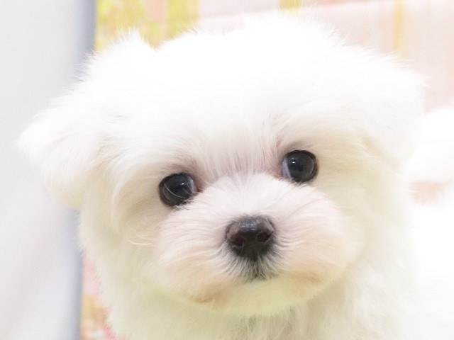 大阪府のマルチーズ (アミーゴ鳳店/2024年3月31日生まれ/男の子/ホワイト)の子犬