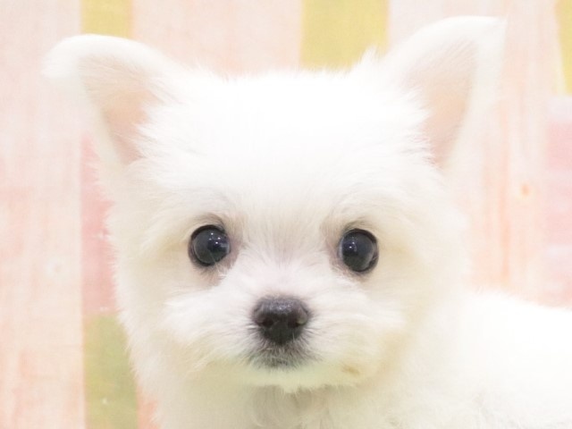 大阪府のハーフ犬 (アミーゴ鳳店/2024年4月2日生まれ/女の子/ホワイト)の子犬