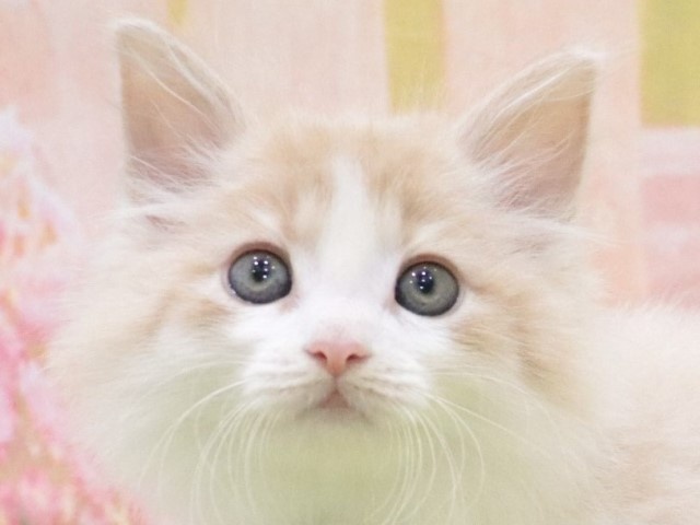 大阪府のノルウェージャンフォレストキャット (アミーゴ鳳店/2024年4月1日生まれ/男の子/クリームタビーホワイト)の子猫