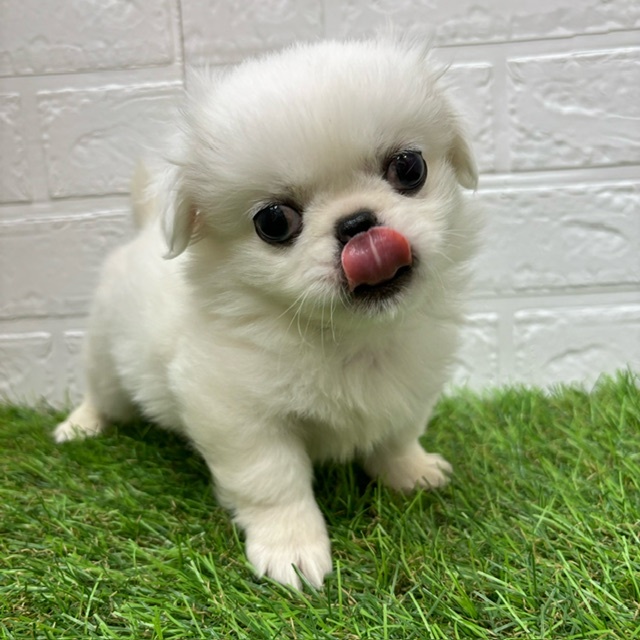 新潟県のハーフ犬 (アミーゴ新潟小新店/2024年3月18日生まれ/男の子/ホワイト)の子犬
