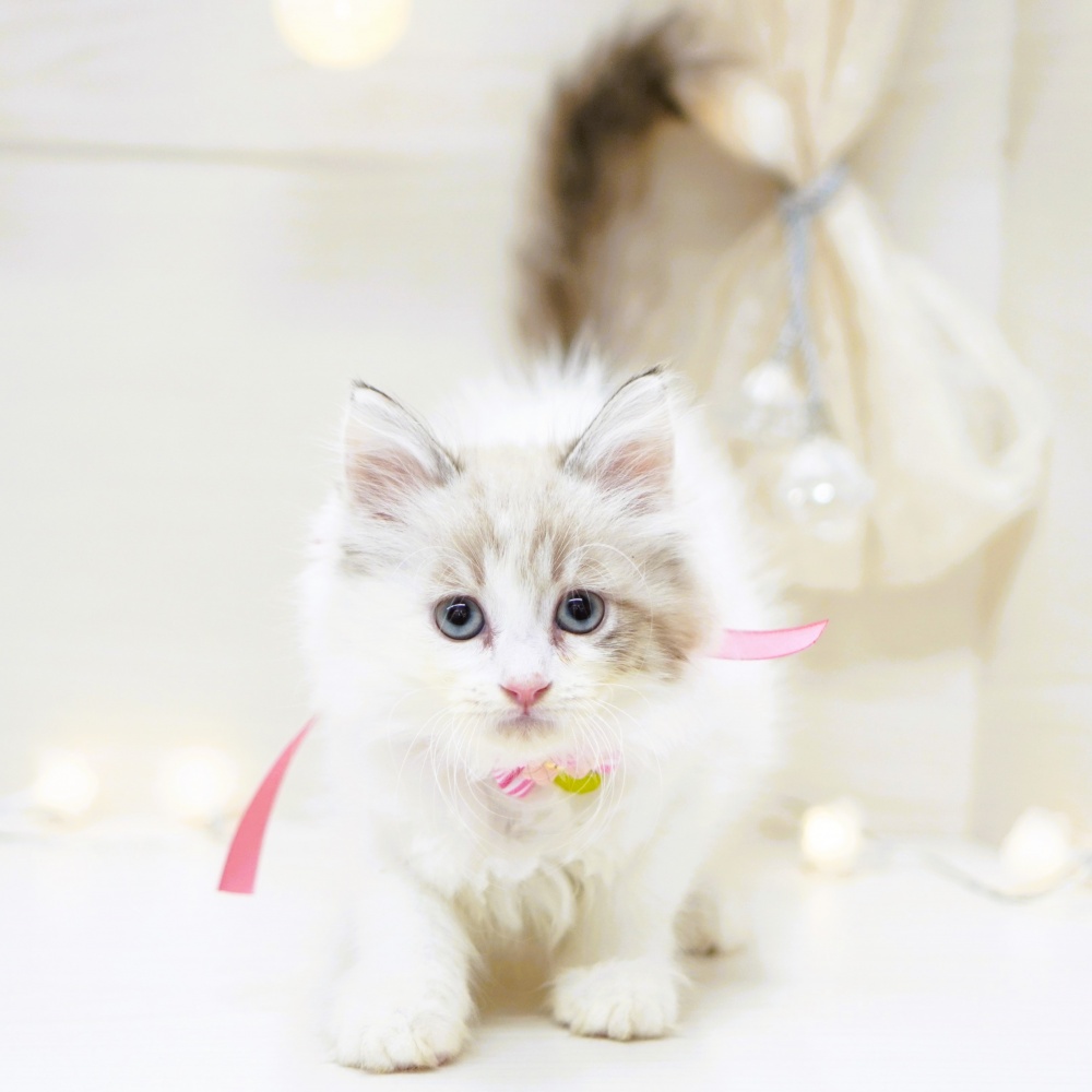 富山県のマンチカン (アミーゴ富山山室店/2024年3月20日生まれ/女の子/シールトーティーリンクスポイント＆ホワイト)の子猫