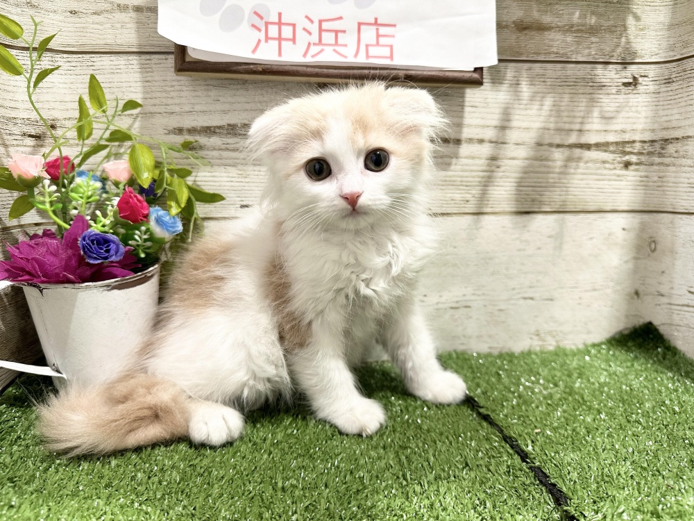 徳島県のスコティッシュフォールド (アミーゴ徳島沖浜店/2024年3月20日生まれ/男の子/クリームホワイト)の子猫