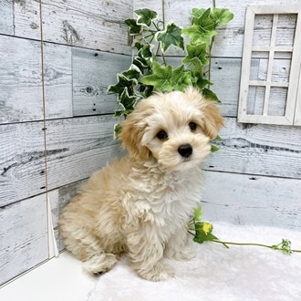 石川県のハーフ犬 (アミーゴ金沢おこばた店/2024年3月18日生まれ/男の子/クリーム)の子犬