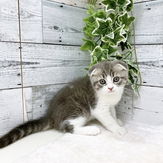 石川県のスコティッシュフォールド (アミーゴ金沢おこばた店/2024年3月23日生まれ/男の子/ブルータビーホワイト)の子猫