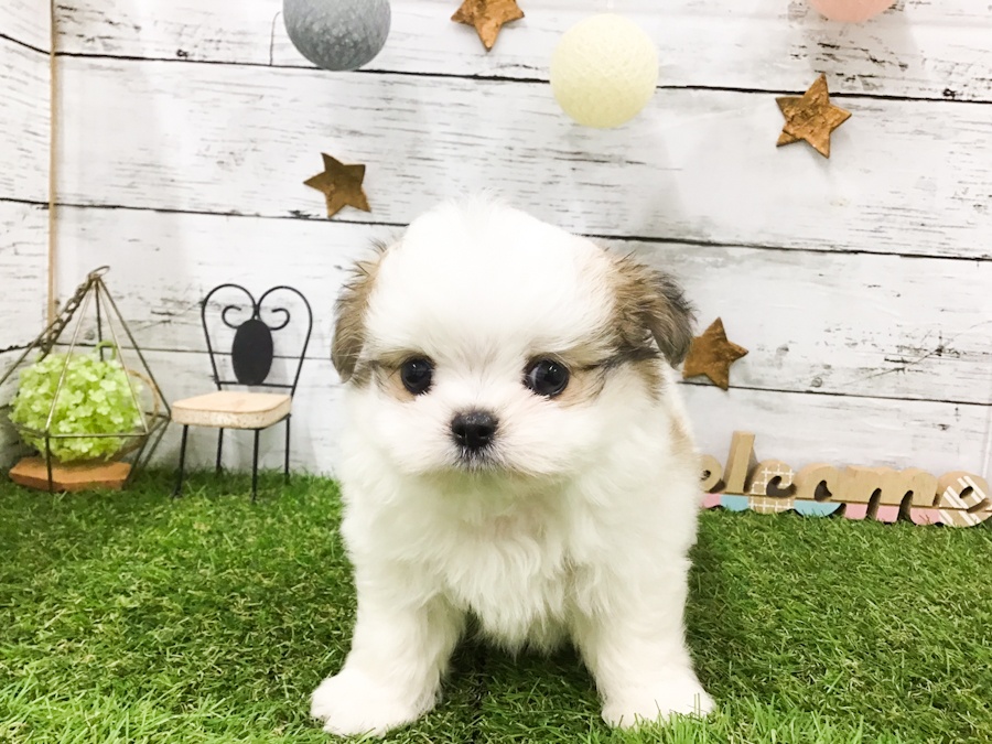 愛知県のハーフ犬 (アミーゴ知立店/2024年3月24日生まれ/男の子/パーティーカラー)の子犬
