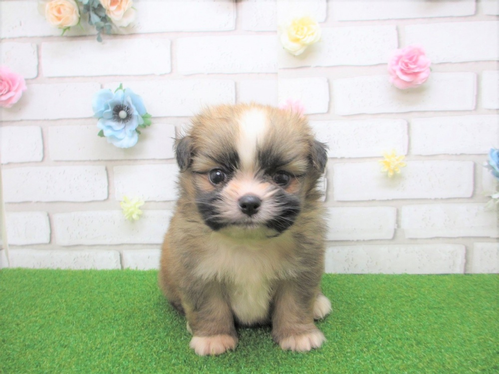 岡山県のハーフ犬 (アミーゴ妹尾店/2024年3月28日生まれ/男の子/レッドホワイト)の子犬