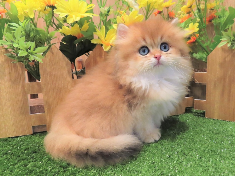 兵庫県のブリティッシュロングヘアー (アミーゴ伊丹店/2024年3月15日生まれ/男の子/シェーデットゴールデン)の子猫