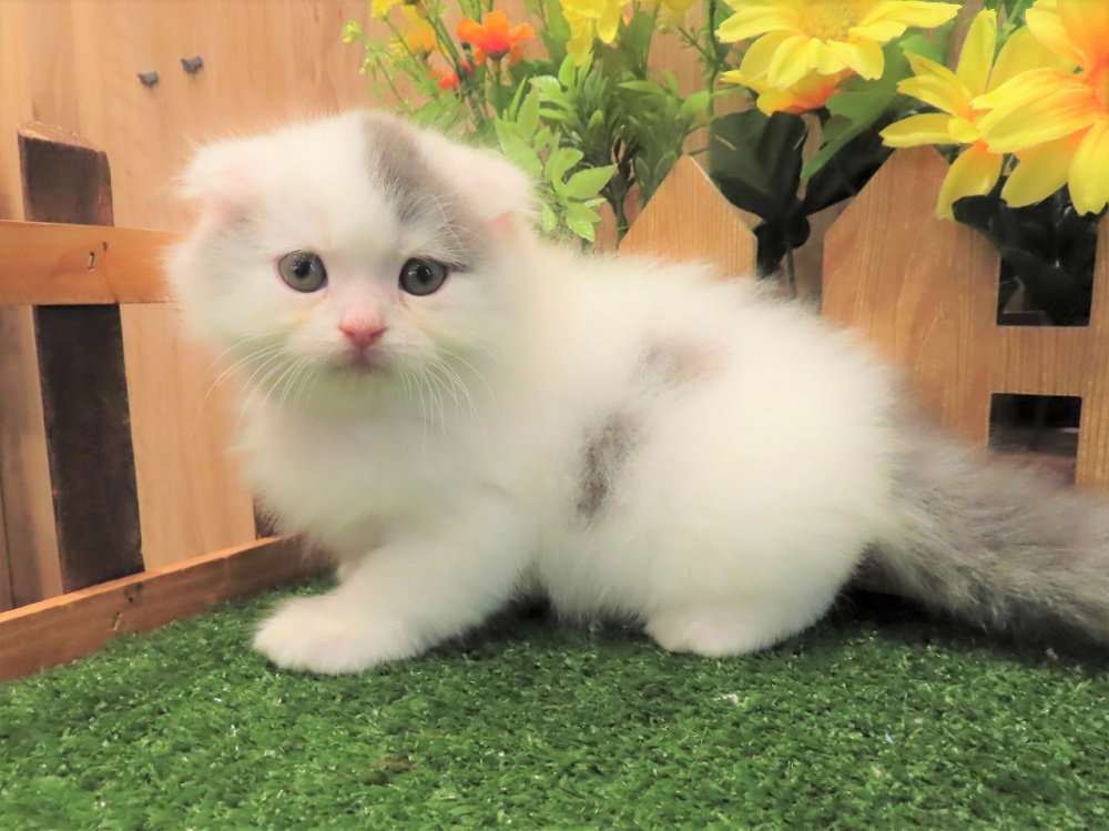 兵庫県のスコティッシュフォールド (アミーゴ伊丹店/2024年3月28日生まれ/男の子/ブルーホワイト)の子猫