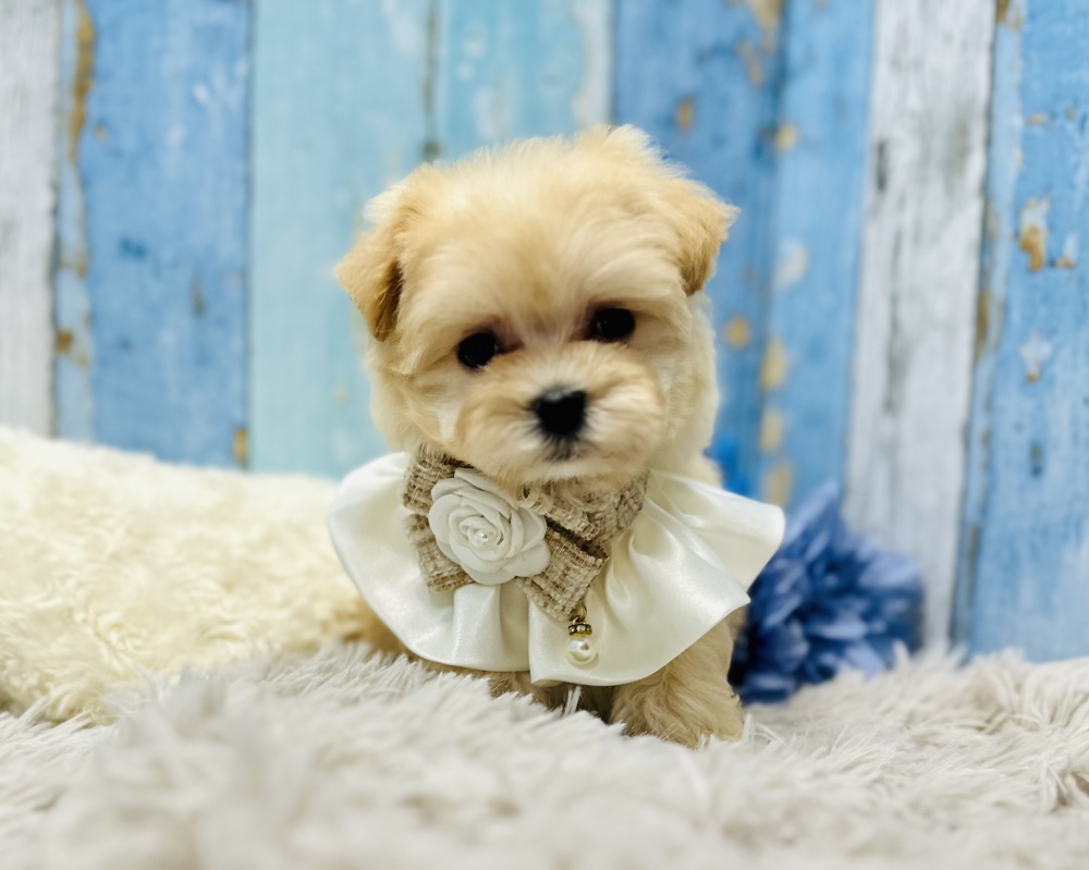 岡山県のハーフ犬 (アミーゴ岡南店/2024年3月23日生まれ/女の子/アプリコット)の子犬