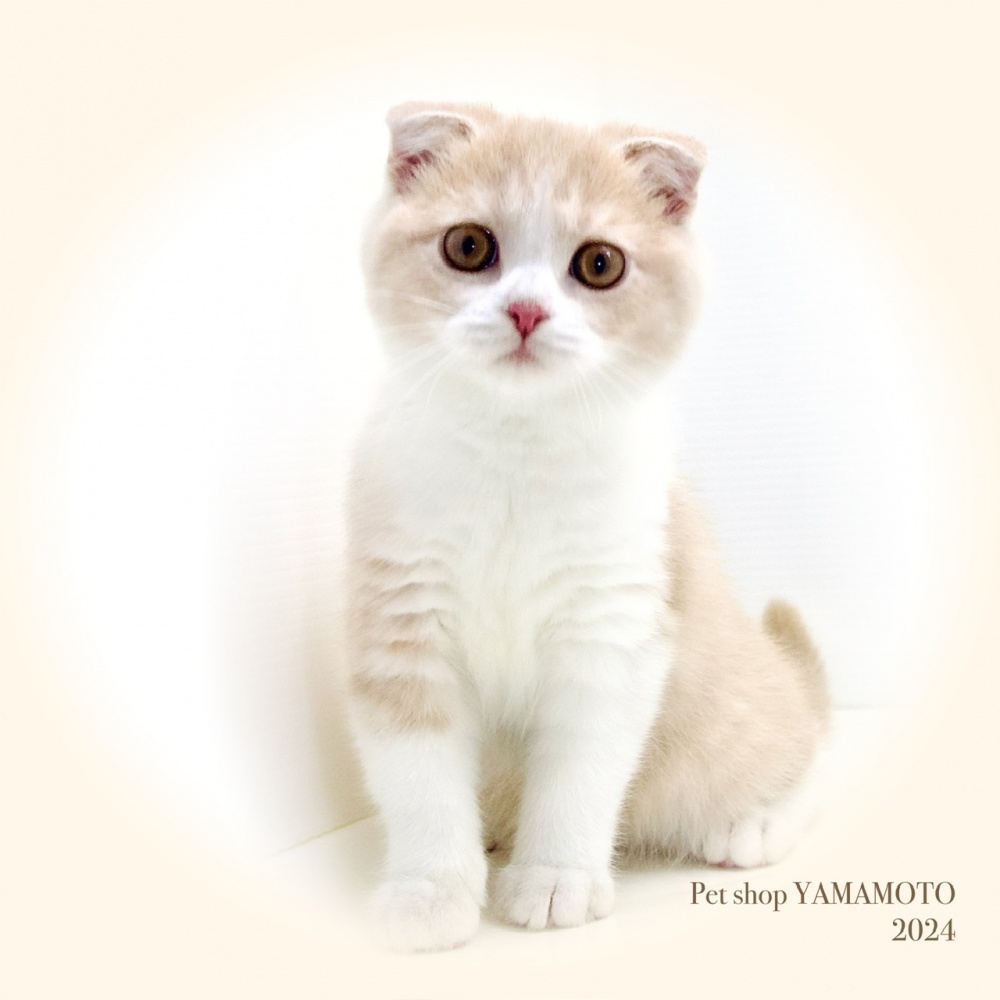 岡山県のスコティッシュフォールド (アミーゴ大安寺店/2024年3月18日生まれ/女の子/クリームタビーホワイト)の子猫