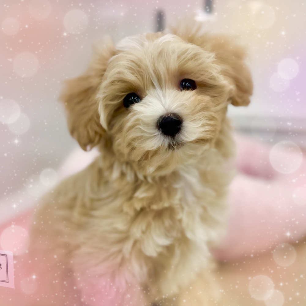 岡山県のハーフ犬 (アミーゴ中庄店/2024年3月22日生まれ/女の子/アプリコット)の子犬