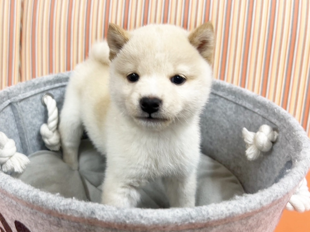 広島県の豆柴 (アミーゴ西条店/2024年3月18日生まれ/男の子/白)の子犬