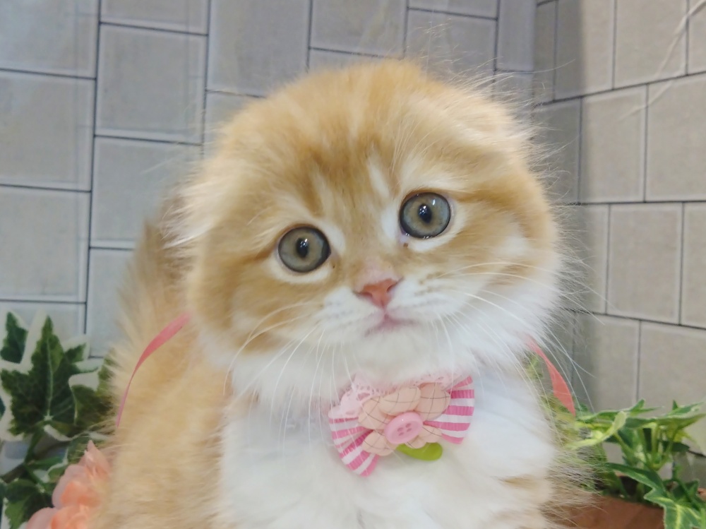 香川県のスコティッシュフォールド (アミーゴ丸亀店/2024年3月28日生まれ/女の子/レッドタビーホワイト)の子猫