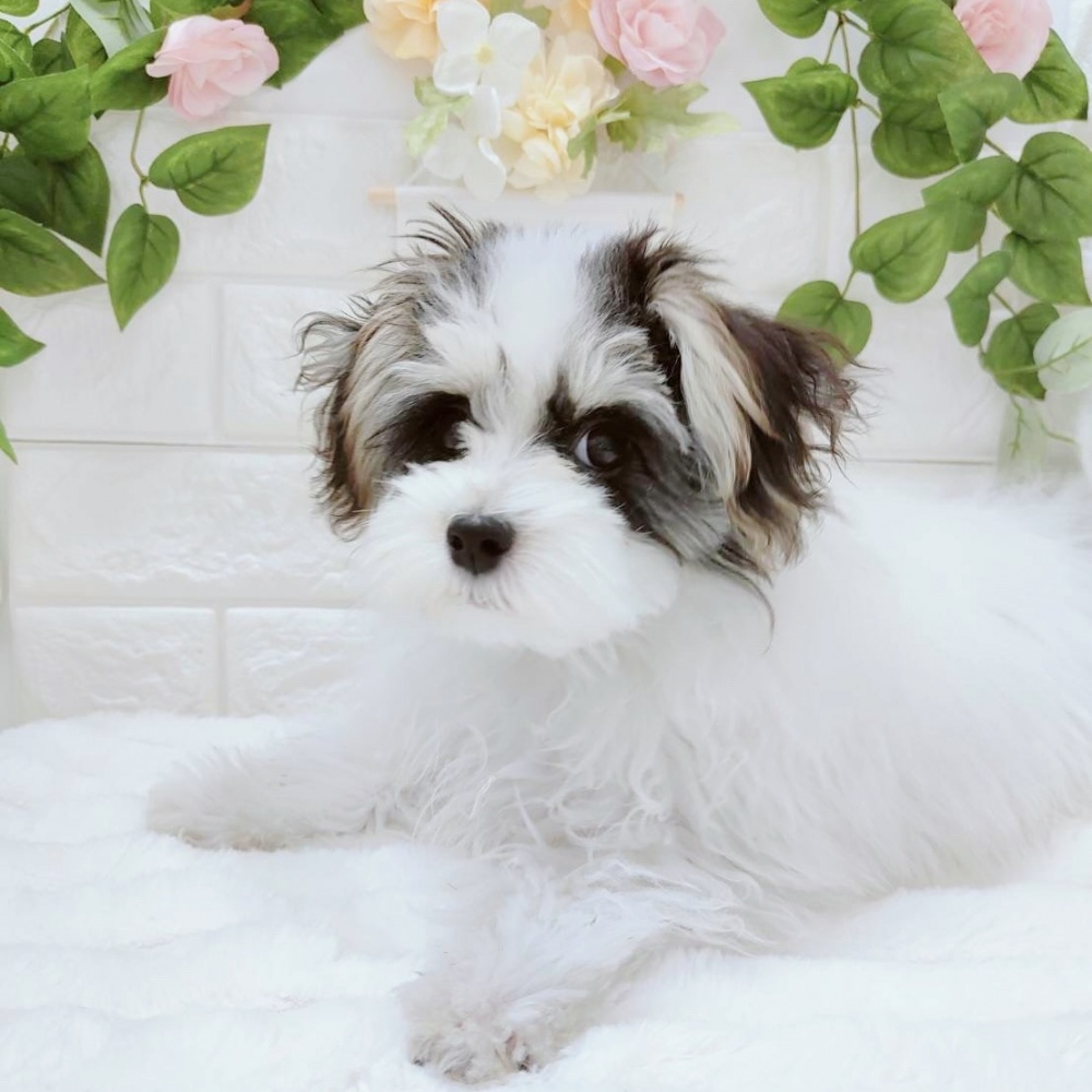 石川県のハーフ犬 (アミーゴ金沢有松店/2023年12月29日生まれ/女の子/ホワイトブラックタン)の子犬