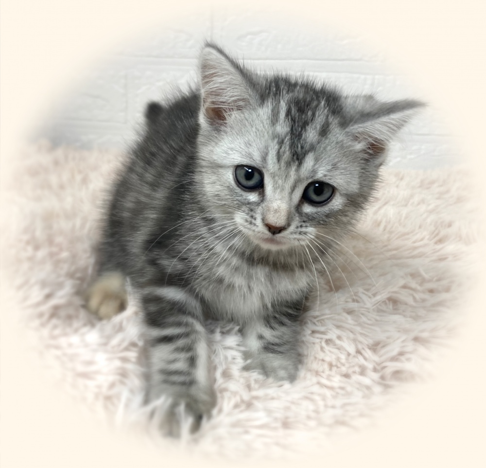 岡山県のアメリカンショートヘアー (アミーゴ津山店/2024年4月1日生まれ/女の子/シルバーパッチドタビー)の子猫