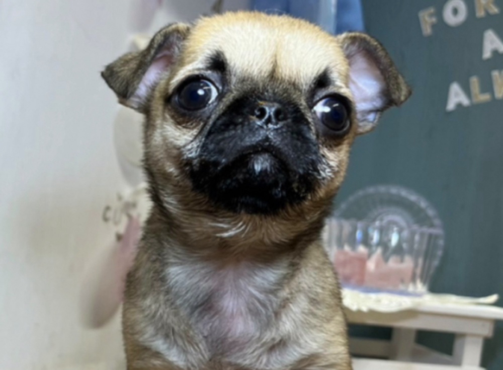 高知県のハーフ犬 (アミーゴ高知店/2024年3月24日生まれ/女の子/フォーン)の子犬
