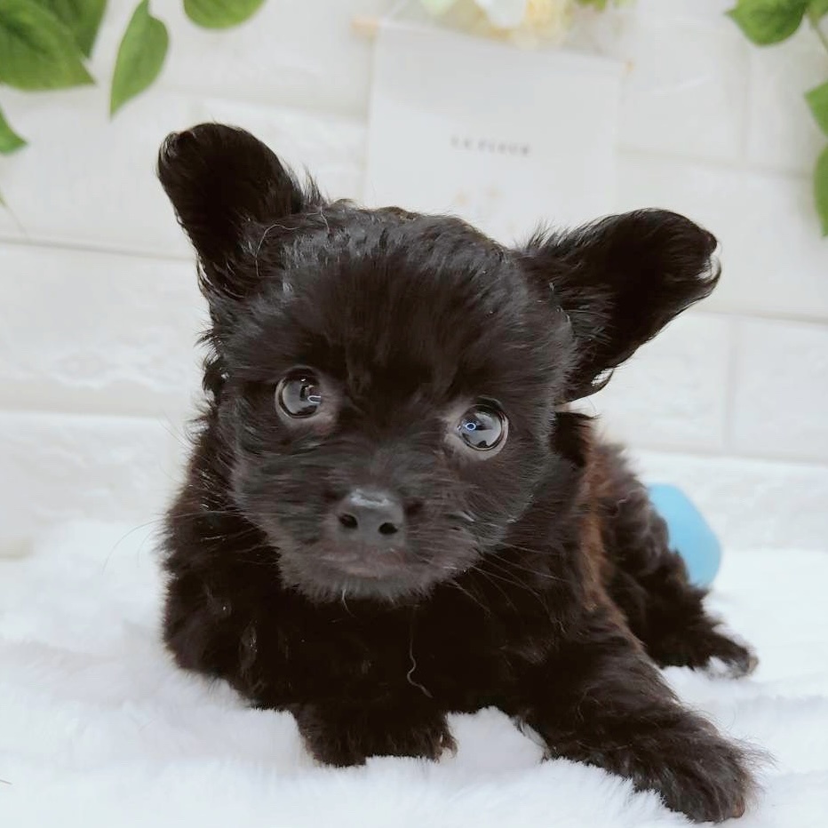 石川県のハーフ犬 (アミーゴ金沢有松店/2024年3月24日生まれ/男の子/ブラック)の子犬