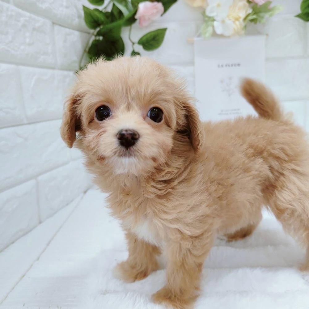 石川県のハーフ犬 (アミーゴ金沢有松店/2024年3月21日生まれ/女の子/アプリコット)の子犬