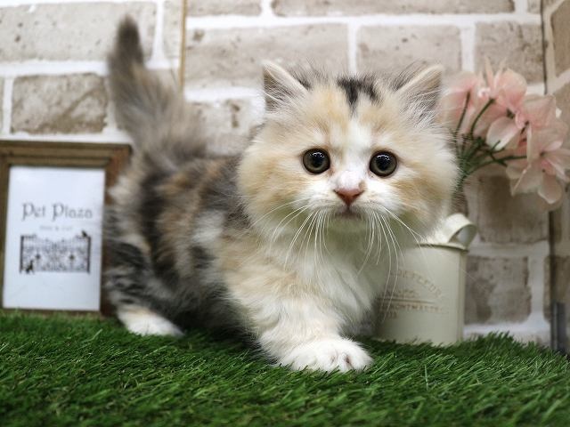 兵庫県のマンチカン (アミーゴ神戸西店/2024年3月20日生まれ/女の子/シルバーパッチドタビーホワイト)の子猫