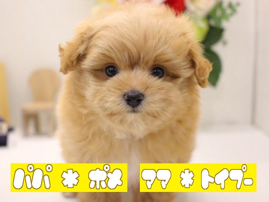 兵庫県のハーフ犬 (アミーゴ三田店/2024年3月27日生まれ/男の子/アプリコット)の子犬