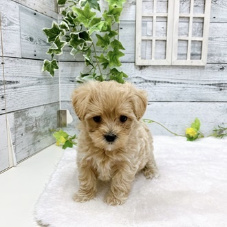 石川県のハーフ犬 (アミーゴ金沢おこばた店/2024年3月21日生まれ/女の子/アプリコット)の子犬
