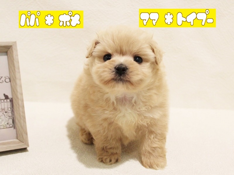兵庫県のハーフ犬 (アミーゴ神戸灘店/2024年3月30日生まれ/女の子/クリーム)の子犬