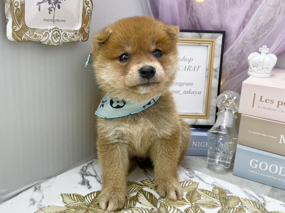 岡山県の柴犬(標準サイズ) (アミーゴ高屋店/2024年3月31日生まれ/男の子/赤)の子犬