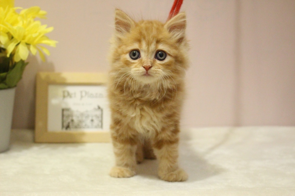 兵庫県のスコティッシュフォールド (アミーゴ魚住店/2024年3月30日生まれ/女の子/レッドタビー)の子猫