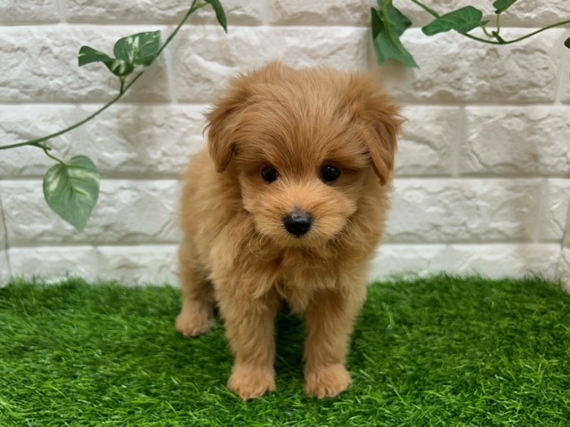 新潟県のハーフ犬 (アミーゴ紫竹山店/2024年3月24日生まれ/男の子/アプリコット)の子犬