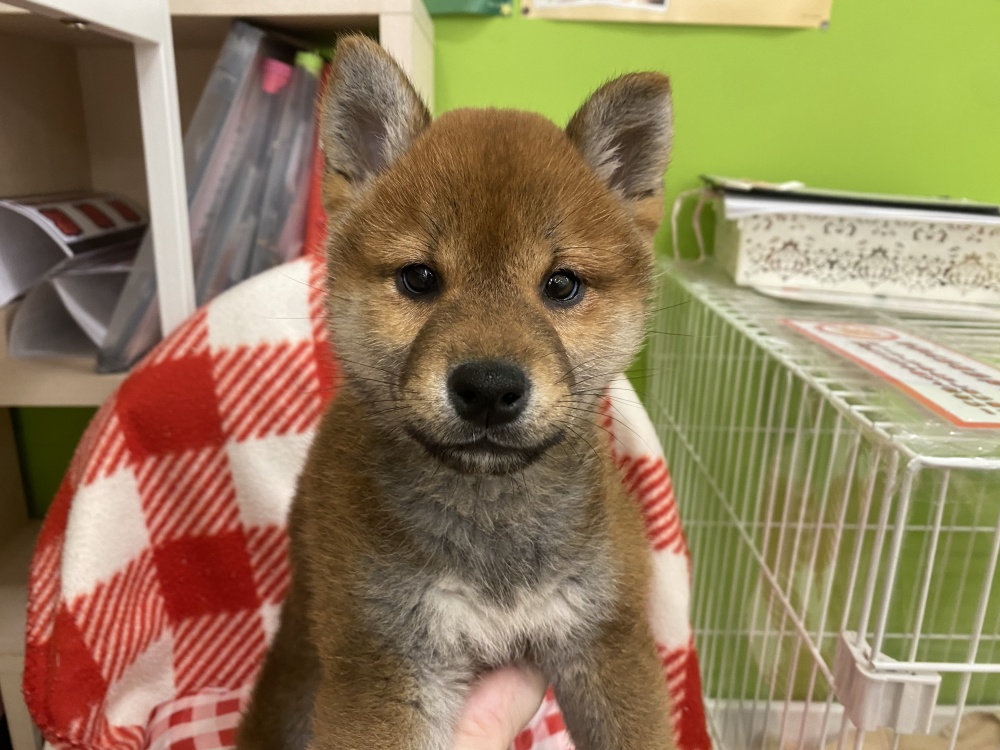 岩手県の柴犬(標準サイズ) (アミーゴ一関店/2024年3月17日生まれ/男の子/赤)の子犬