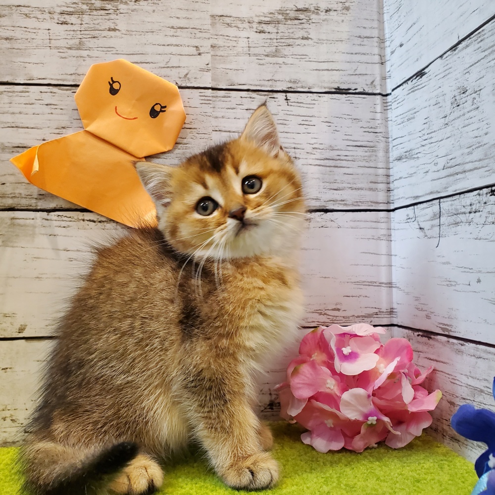 広島県のブリティッシュショートヘアー (アミーゴ五日市店/2024年3月25日生まれ/男の子/ブラウンティックドタビー)の子猫