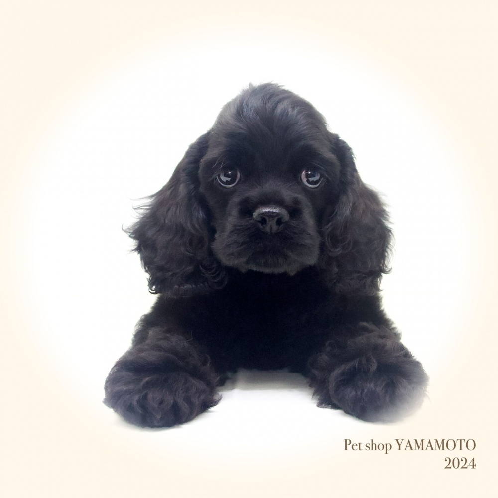 岡山県のアメリカンコッカースパニエル (アミーゴ大安寺店/2024年3月25日生まれ/女の子/ブラック)の子犬