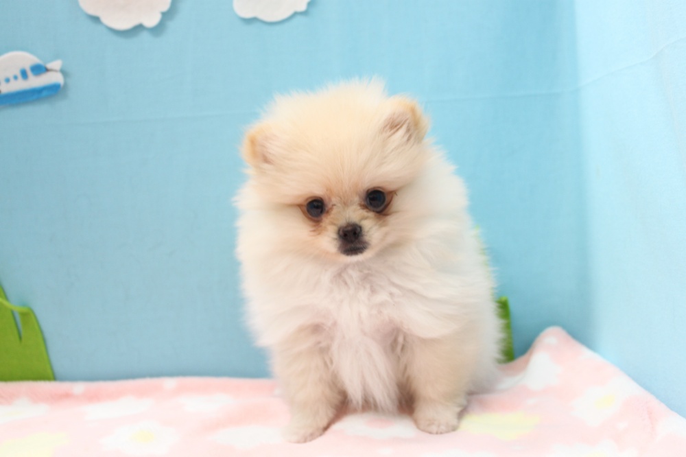 愛媛県のポメラニアン (アミーゴ今治店/2024年4月1日生まれ/女の子/クリーム)の子犬