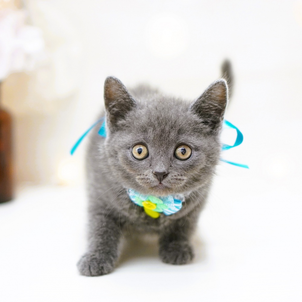 富山県のブリティッシュショートヘアー (アミーゴ富山山室店/2024年4月2日生まれ/男の子/ブルー)の子猫