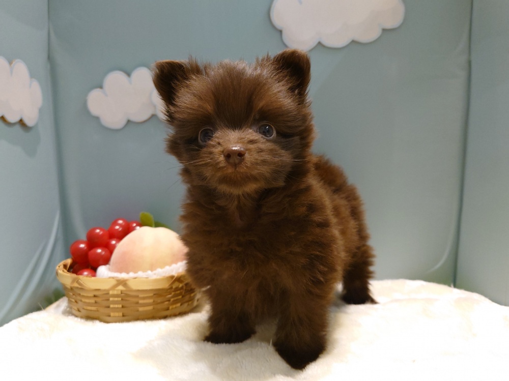 新潟県のハーフ犬 (アミーゴ新発田店/2024年3月18日生まれ/女の子/チョコレート)の子犬
