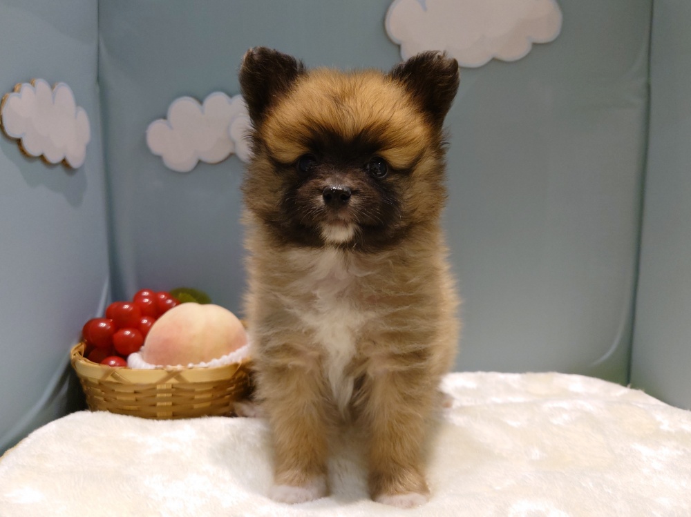 新潟県のハーフ犬 (アミーゴ新発田店/2024年3月17日生まれ/女の子/レッド)の子犬