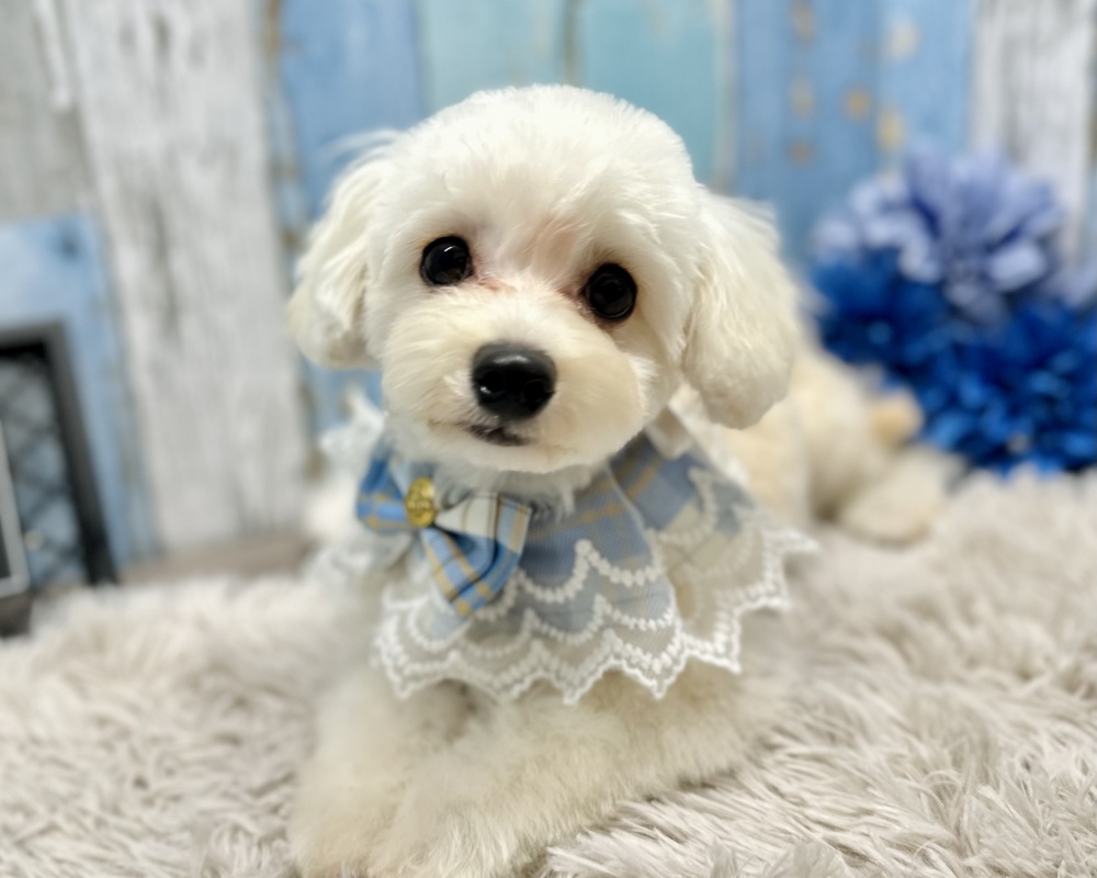 岡山県のハーフ犬 (アミーゴ岡南店/2023年12月8日生まれ/男の子/ホワイト)の子犬