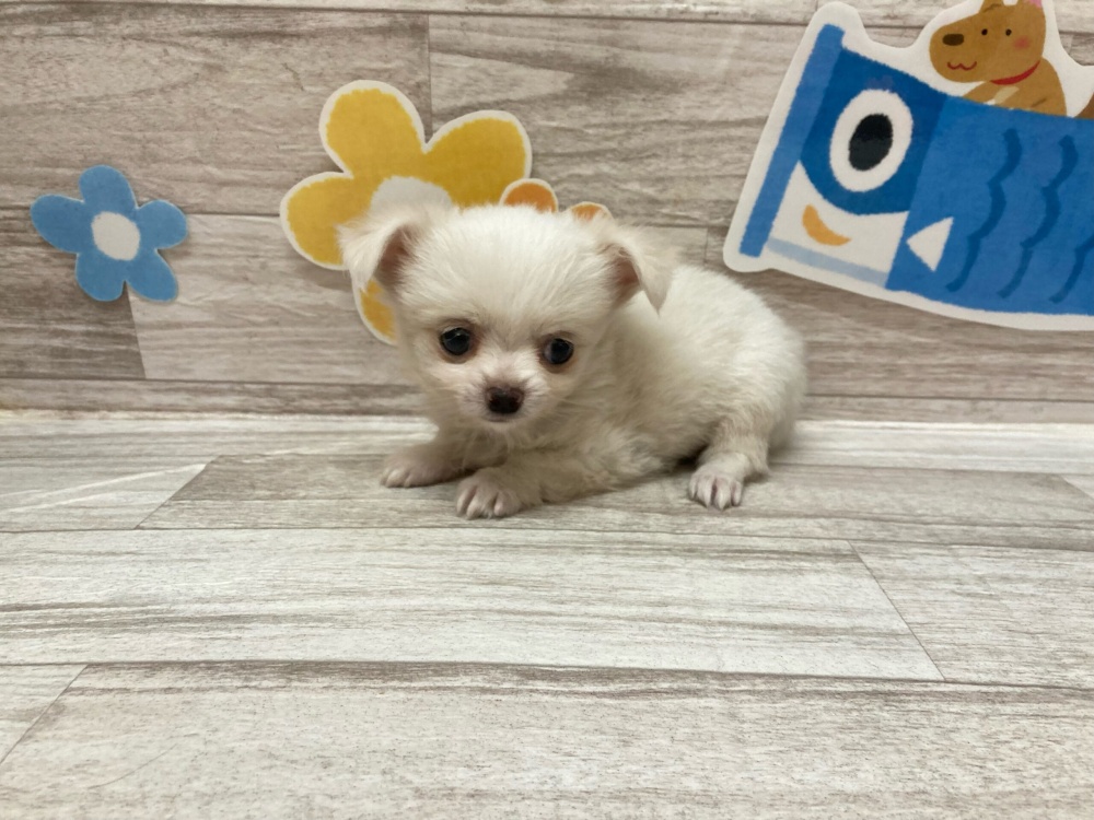 秋田県のチワワ(ロング) (アミーゴ横手店/2024年3月17日生まれ/男の子/ホワイト)の子犬