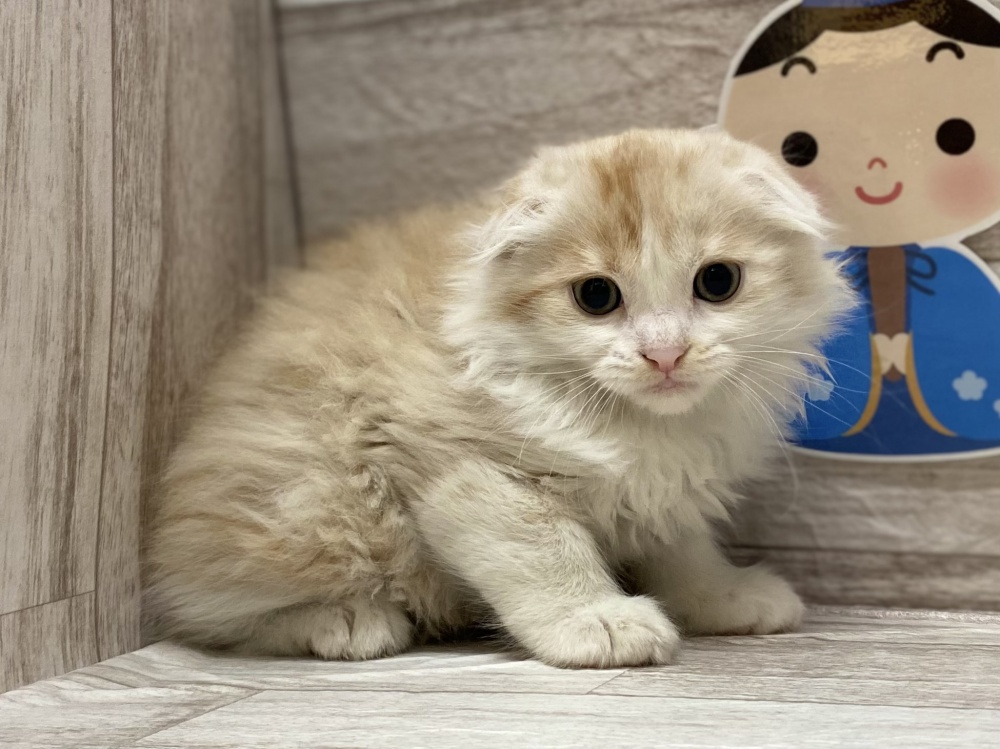 秋田県のスコティッシュフォールド (アミーゴ横手店/2023年12月27日生まれ/男の子/クリームタビー)の子猫