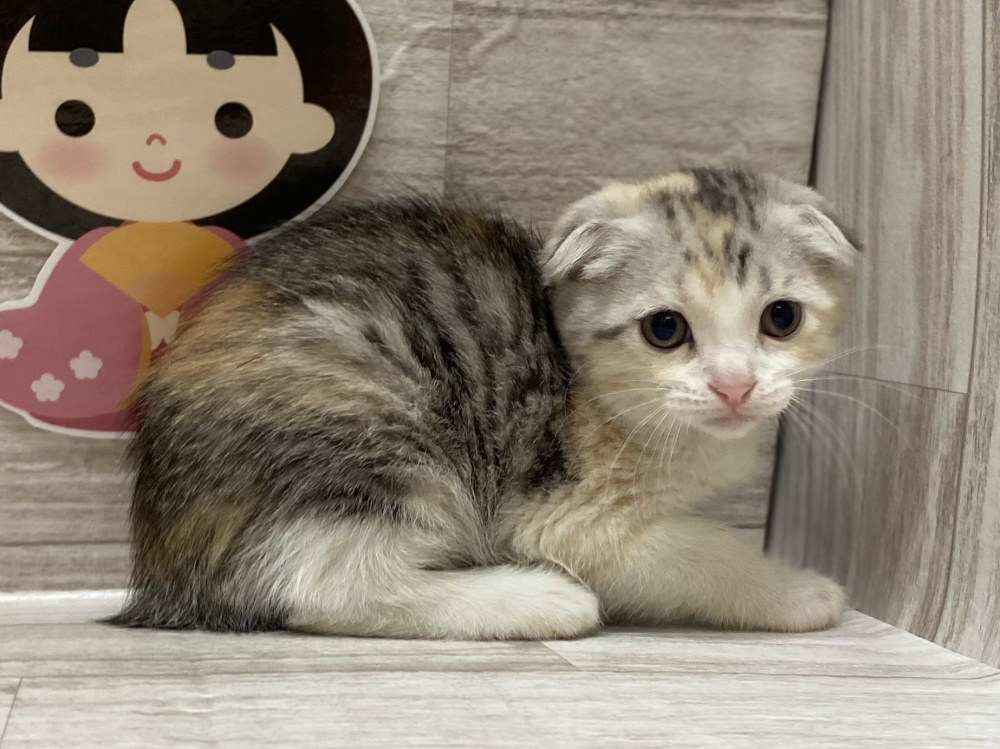 秋田県のスコティッシュフォールド (アミーゴ横手店/2023年12月27日生まれ/女の子/ダイリュートキャリコ)の子猫