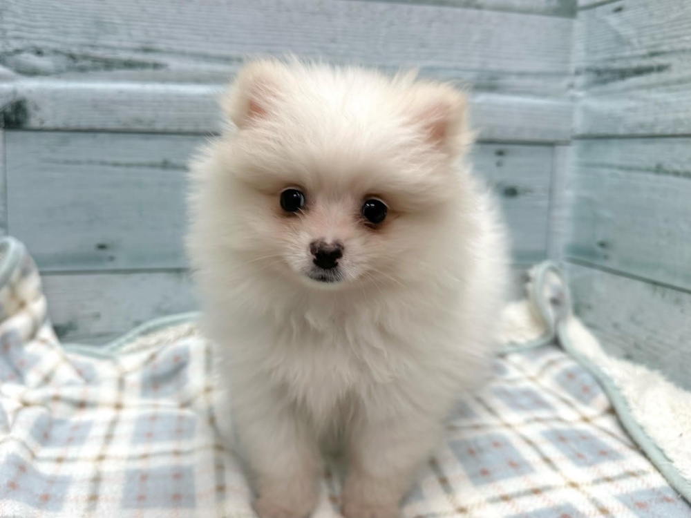徳島県のポメラニアン (アミーゴ北島店/2024年4月1日生まれ/女の子/ホワイト)の子犬