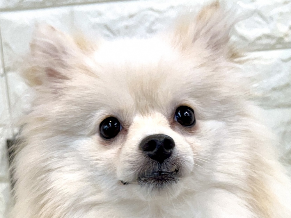 兵庫県のポメラニアン (アミーゴ姫路花田店/2023年7月20日生まれ/男の子/ホワイトクリーム)の子犬