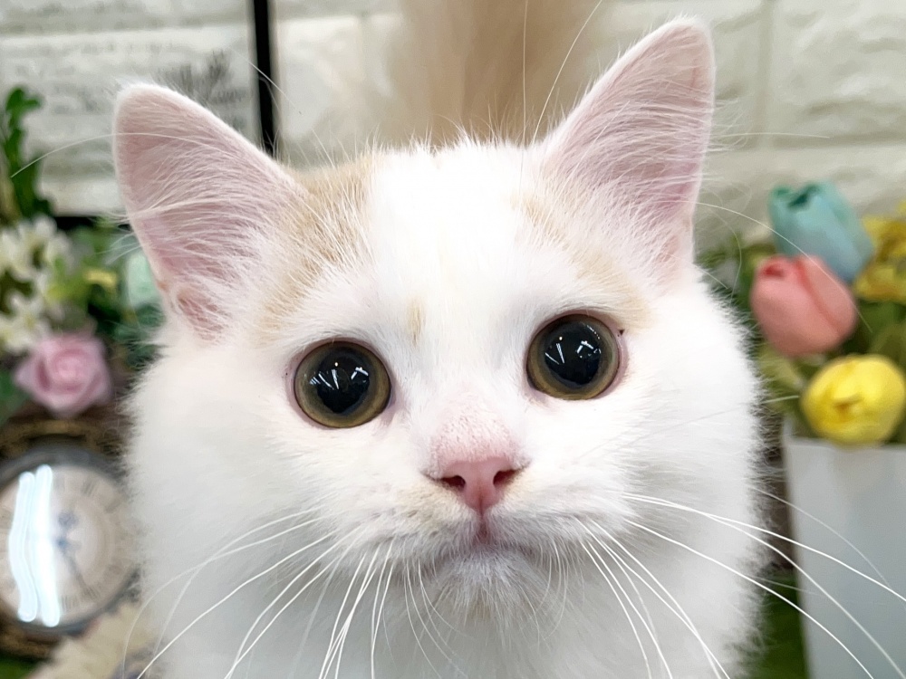 兵庫県のスコティッシュフォールド (アミーゴ姫路花田店/2024年2月5日生まれ/男の子/クリームホワイト)の子猫